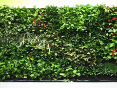 植物墙施工工艺图解